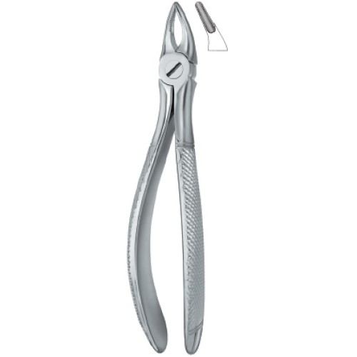 Incisors and Roots 30S