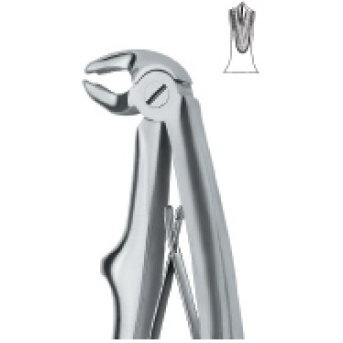 Molars 6